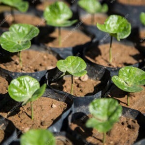 Bolsa Semillero o Chapola Agrícola Natpacking®